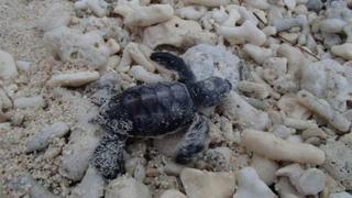 Lady Elliot Island Eco Resort Екстериор снимка