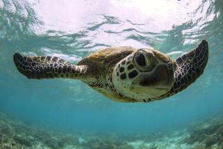 Lady Elliot Island Eco Resort Екстериор снимка