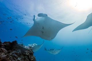 Lady Elliot Island Eco Resort Екстериор снимка