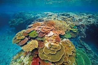Lady Elliot Island Eco Resort Екстериор снимка